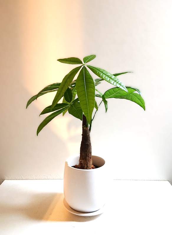 作家さんの　木の葉皿　三枚　他　3点(写真掲載のお品) 作家さんの 木の葉皿 三枚 他 3点(写真掲載のお品) 作家