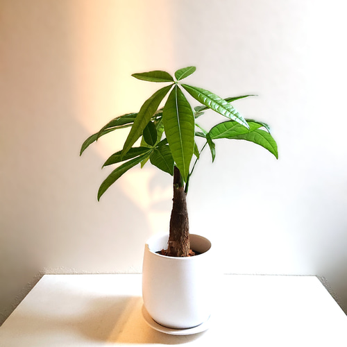 ②パキラねじり！観葉植物‼️幹太‼️高さ◎❗️縁起良い！樹形綺麗❗️受皿付❗️ ②パキラねじり！観葉植物‼️幹太‼️高さ◎❗️縁起良い！樹形