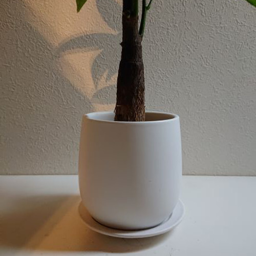 幹太 パキラ 3ファイバー鉢 お皿付き 1c37d9d8b72046fc550add4b9b1436