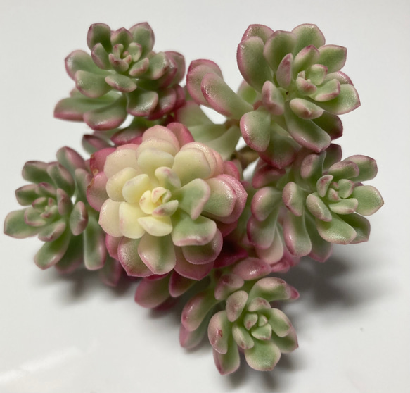 SOLD ジョイスツーロ錦① 美苗 厳選韓国苗 名前付き 多肉植物 〜Green