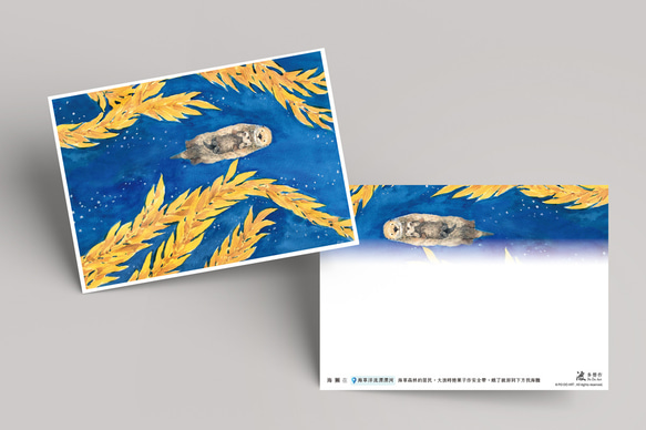 動物與牠們的產地 海獺  插畫 明信片 第3張的照片