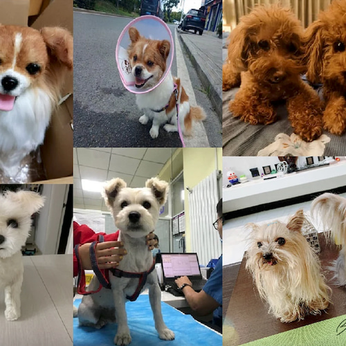 オーダーメイドぬいぐるみ 愛犬 愛猫 ハンドメイド 手作り ぬいぐるみ