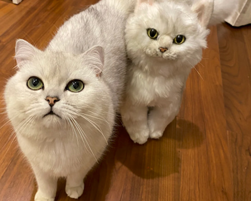 ペットオーダーメイド 愛犬 愛猫 ぬいぐるみ オーダーメイドぬいぐるみ 愛犬 愛猫 ハンドメイド 手作り ぬいぐるみ