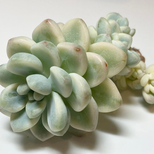 SOLD クラバツム錦② ラウル錦 厳選韓国苗 名前付き 多肉植物 SOLD クラバツム錦② ラウル錦 厳選韓国苗 名前付き 多肉植物