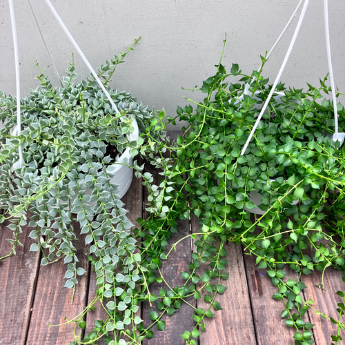 ハートの葉が連なるディスキディア「ミリオンハート」 アートフラワー