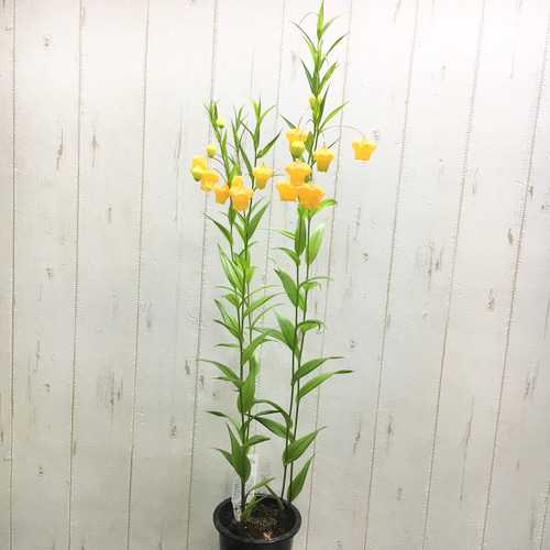 希少 開花株 サンダーソニア〝オーランティアカ〟鉢植え その他