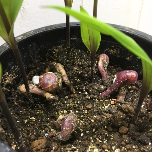希少 開花株 サンダーソニア〝オーランティアカ〟鉢植え その他
