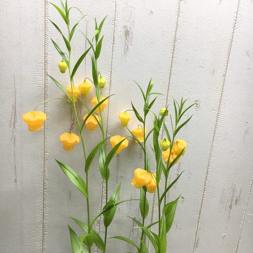 希少 開花株 サンダーソニア〝オーランティアカ〟鉢植え その他
