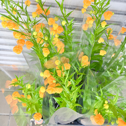 希少 開花株 サンダーソニア〝オーランティアカ〟鉢植え その他