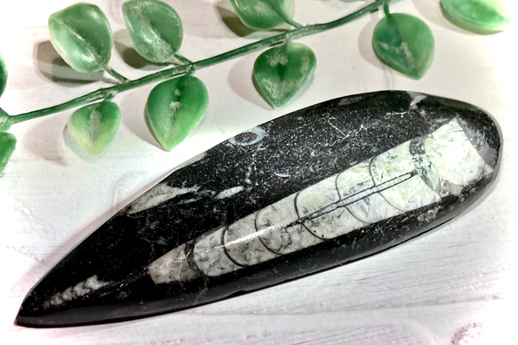 貝の化石 Holopea harpa 本物 オルドビス紀 貝の化石 Holopea harpa