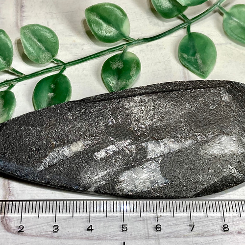 オルソセラス 化石〈古生代 オルドビス紀〉 天然石 東洋占星術師の娘