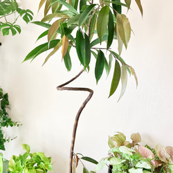 フィカス　アムステルダムキング⭐️曲がり ゴムの木　観葉植物 アムステルダムキング＊フィカス＊ゴムの木＊観葉植物＊曲がりの