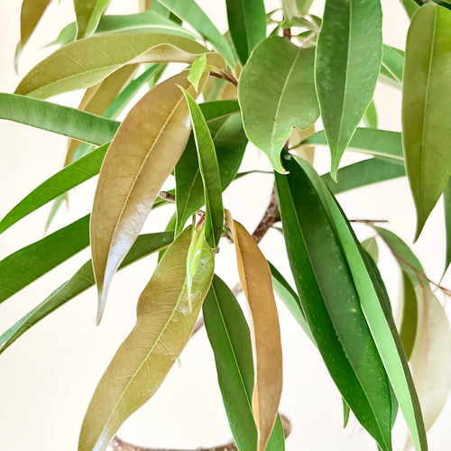 高級観葉 アムステルダムキング ショウナンゴムの木 曲がり 大型