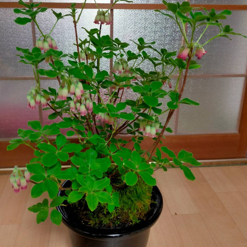 盆栽 太い株 山ツツジ自分でも自身ある1品です他にも古い株有りますよ 盆栽 ツクモドウダンツツジ 圧巻の極太幹 現品 送料無料 : 盆栽