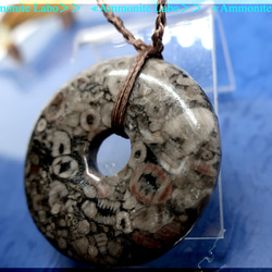 ≪Ammonite Labo≫ 　fossile ℭrinoids/群集化石 4枚目の画像