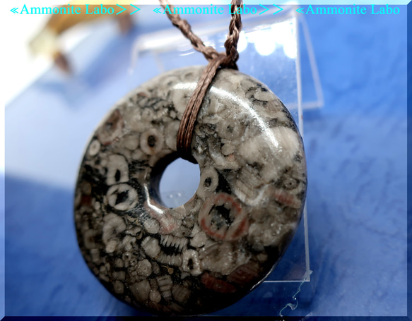 ≪Ammonite Labo≫ 　fossile ℭrinoids/群集化石 4枚目の画像