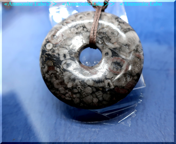 ≪Ammonite Labo≫ 　fossile ℭrinoids/群集化石 2枚目の画像