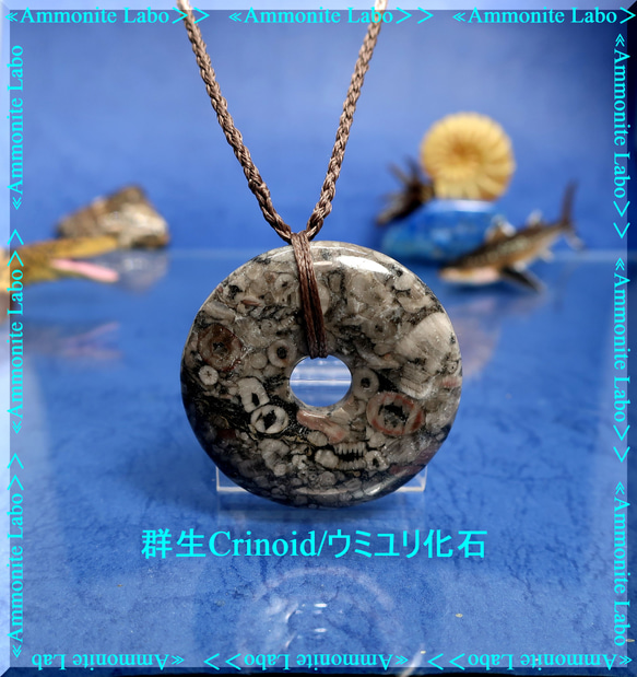 ≪Ammonite Labo≫ 　fossile ℭrinoids/群集化石 1枚目の画像