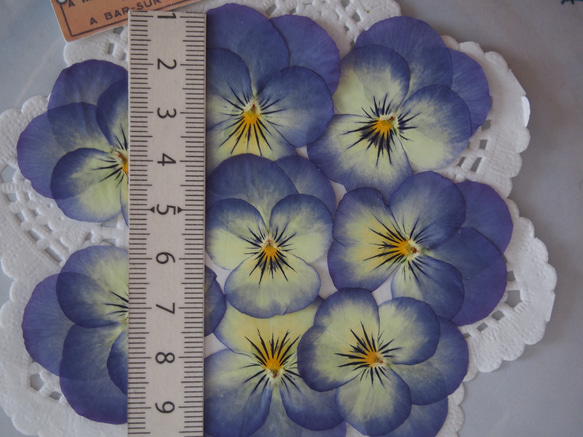 押し花　紫　ビオラ　8枚　キャンドル　ハーバリウム　レジン　素材　花材　封入 4枚目の画像