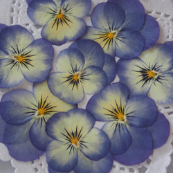 押し花　紫　ビオラ　8枚　キャンドル　ハーバリウム　レジン　素材　花材　封入 3枚目の画像