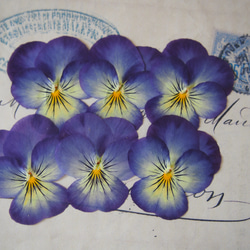 ドライフラワー スターチス 紫 ピンク 白 4色ミックス 2杯 ハー