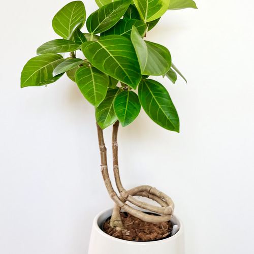 フィカス アルテシマ 曲がり ファイバー鉢 お皿付き フィカス アルテシマ 曲がり ファイバー鉢 お皿付き フィカス