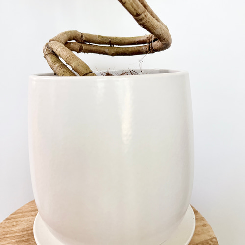 フィカス アルテシマ 曲がり ファイバー鉢 お皿付き フィカス アルテシマ 曲がり ファイバー鉢 お皿付き フィカス