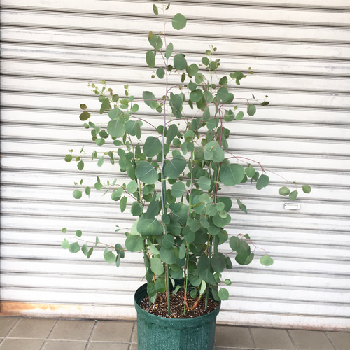 株立ち ユーカリ ポポラス 10号 その他インテリア雑貨 PLANTS SHOP