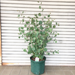 株立ち ユーカリ ポポラス 10号 その他インテリア雑貨 PLANTS SHOP