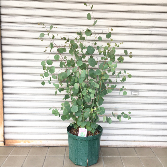 株立ち ユーカリ ポポラス 10号 その他インテリア雑貨 PLANTS SHOP 
