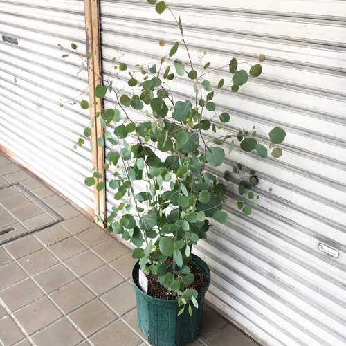株立ち ユーカリ ポポラス 10号 その他インテリア雑貨 PLANTS SHOP