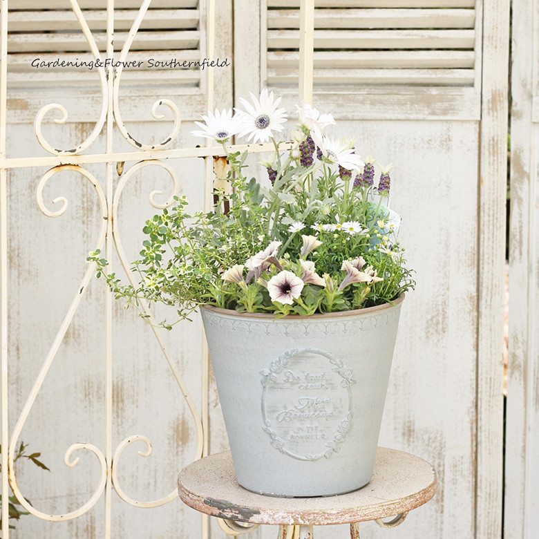 現品販売 花寄せ植え フレンチラベンダー＆アークトチス