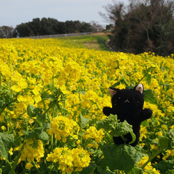 ぬいぐるみ　黒猫ちゃん（ぬいぐるみ素材） 7枚目の画像