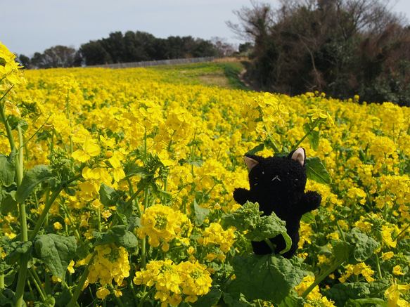 ぬいぐるみ　黒猫ちゃん（ぬいぐるみ素材） 7枚目の画像