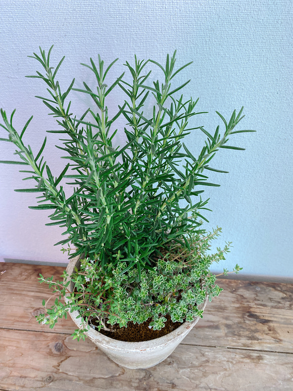 ローズマリーとタイムの寄せ植え＊ホワイトモスポット アートフラワー
