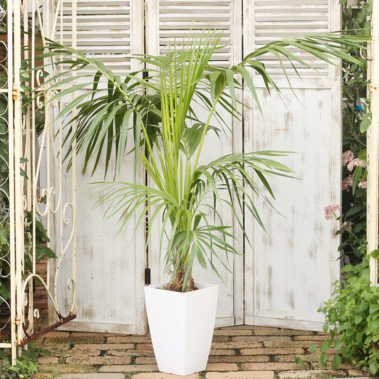 送料無料 観葉植物 ヤシの木 ケンチャヤシ 8号 高さ135cm 室内