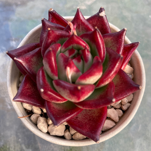 多肉植物 ロカ 韓国苗 元気苗 鮮やかな赤 多肉植物 galleryk's植物