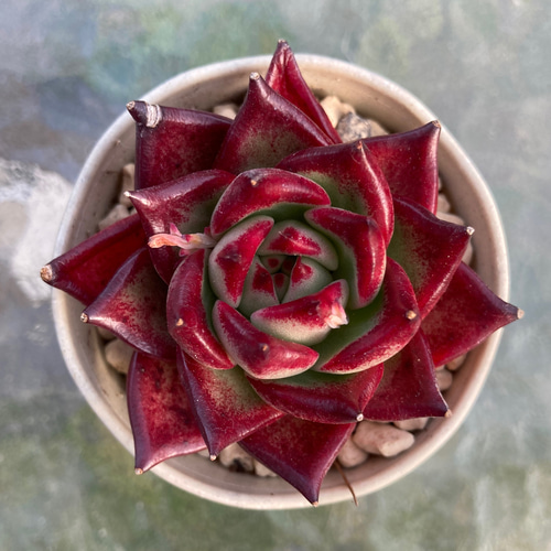 多肉植物 ロカ 韓国苗 元気苗 鮮やかな赤 多肉植物 galleryk's植物