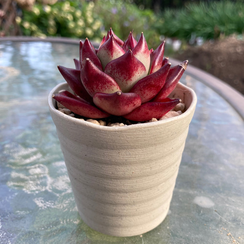 Prizum 特大 (韓国苗) Amazon.co.jp: 多肉植物 ホワイトロビン 特大 韓国苗 美苗 #514