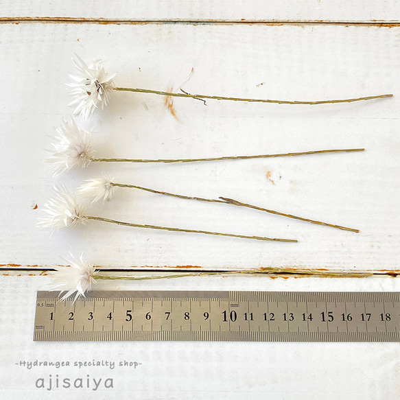 シャイニーホワイト　ナチュラルホワイト　【 ドライフラワー 】つんつんお花がかわいい 3枚目の画像