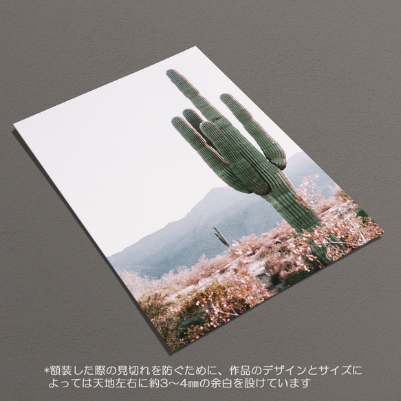 ☆インテリアフォトポスター -Cactus-【271】 6枚目の画像