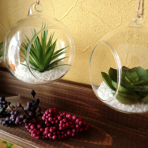 壁掛けterrarium ボックスセット】テラリウム/多肉植物 壁掛け