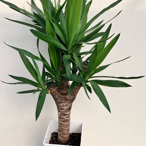 ★埼玉 ユッカ 観葉植物 高さ約５メートル ☆埼玉 ユッカ 観葉植物 高さ約5メートル ☆埼玉 ユッカ 観葉植物 高