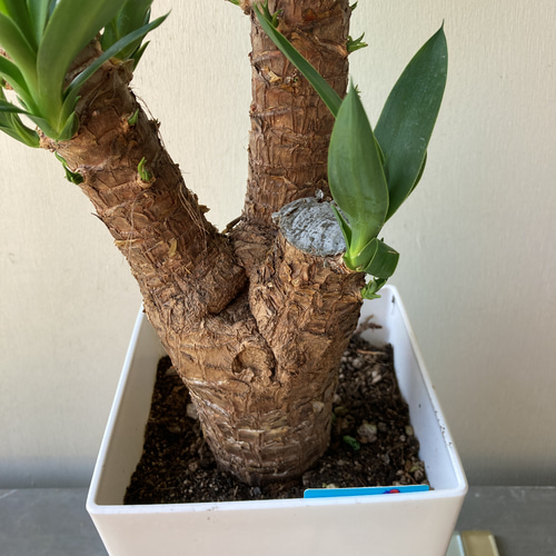 寒さ、暑さ、乾燥に強い観葉植物「ユッカ」 アートフラワー bloom town