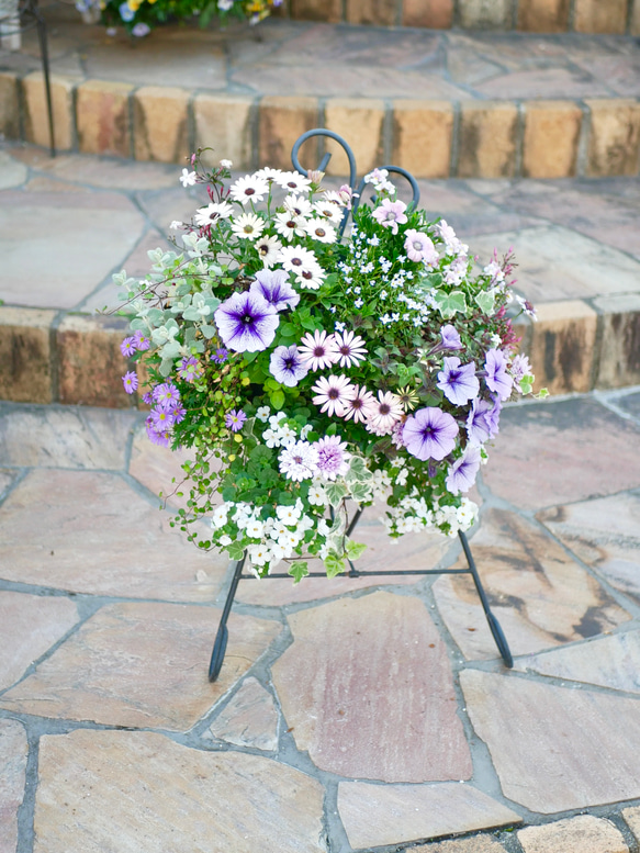 心に寄り添う寄せ植え 飾るだけで豪華 ハンギングウォール