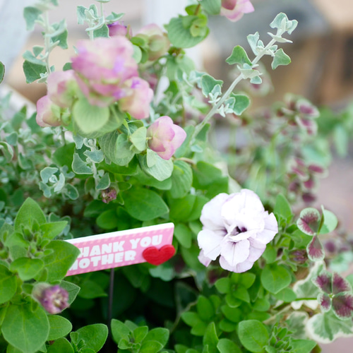 シクラメンとペチュニア 2点セット 蕾沢山ありこれから花が