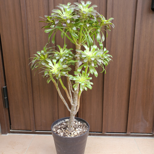 アエオニウム　クロホウシ　綴化　サンシモン　⑥多肉植物 チャーム（ペット） （観葉植物）アエオニウム 黒法師