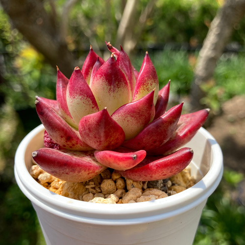 多肉植物 エボニー 抜き苗♡