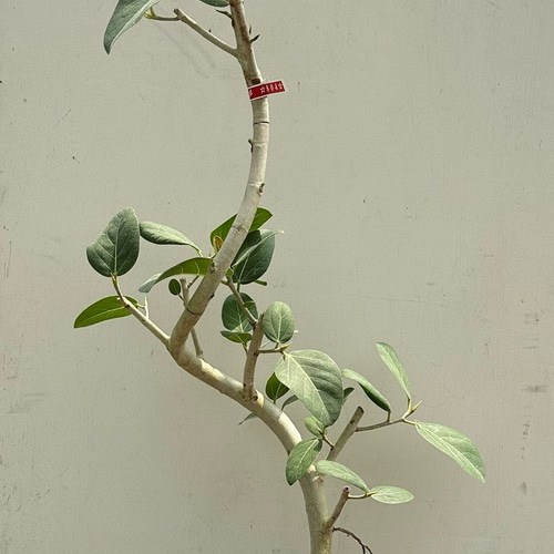 再再々入荷＊大人気の「フィカス ベンガレンシス」曲がり アート