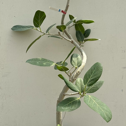 M インテリアフィカス (⁎ᴗ͈ˬᴗ͈⁎)ベンガレンシス 再再々入荷＊大人気の「フィカス ベンガレンシス」曲がり アート